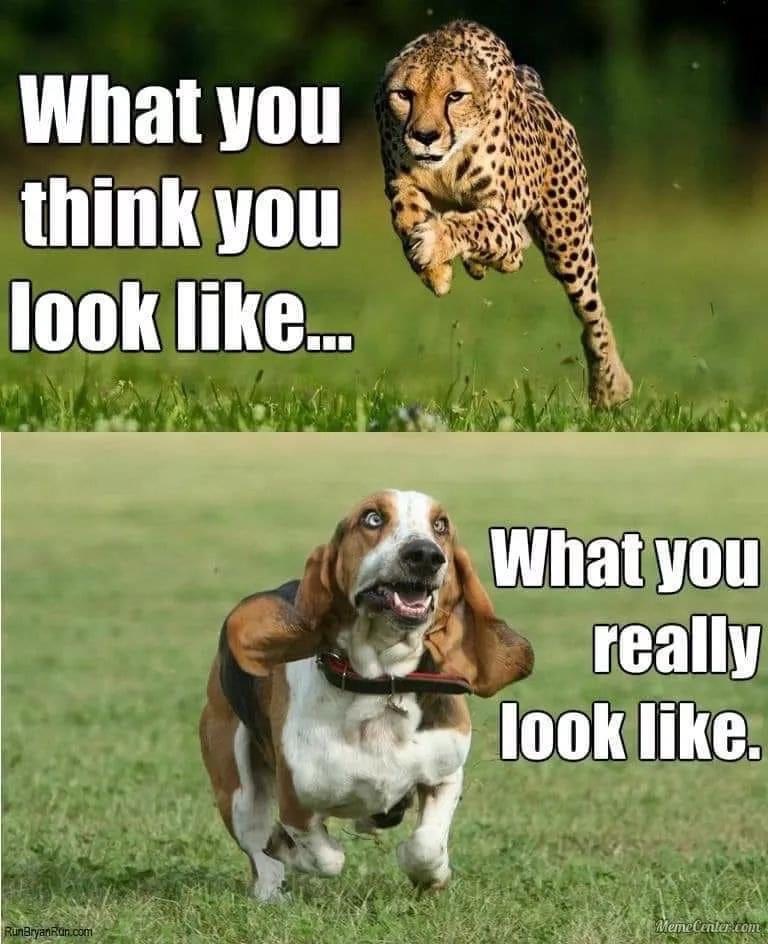 20260504 - Cheetah vs. hound